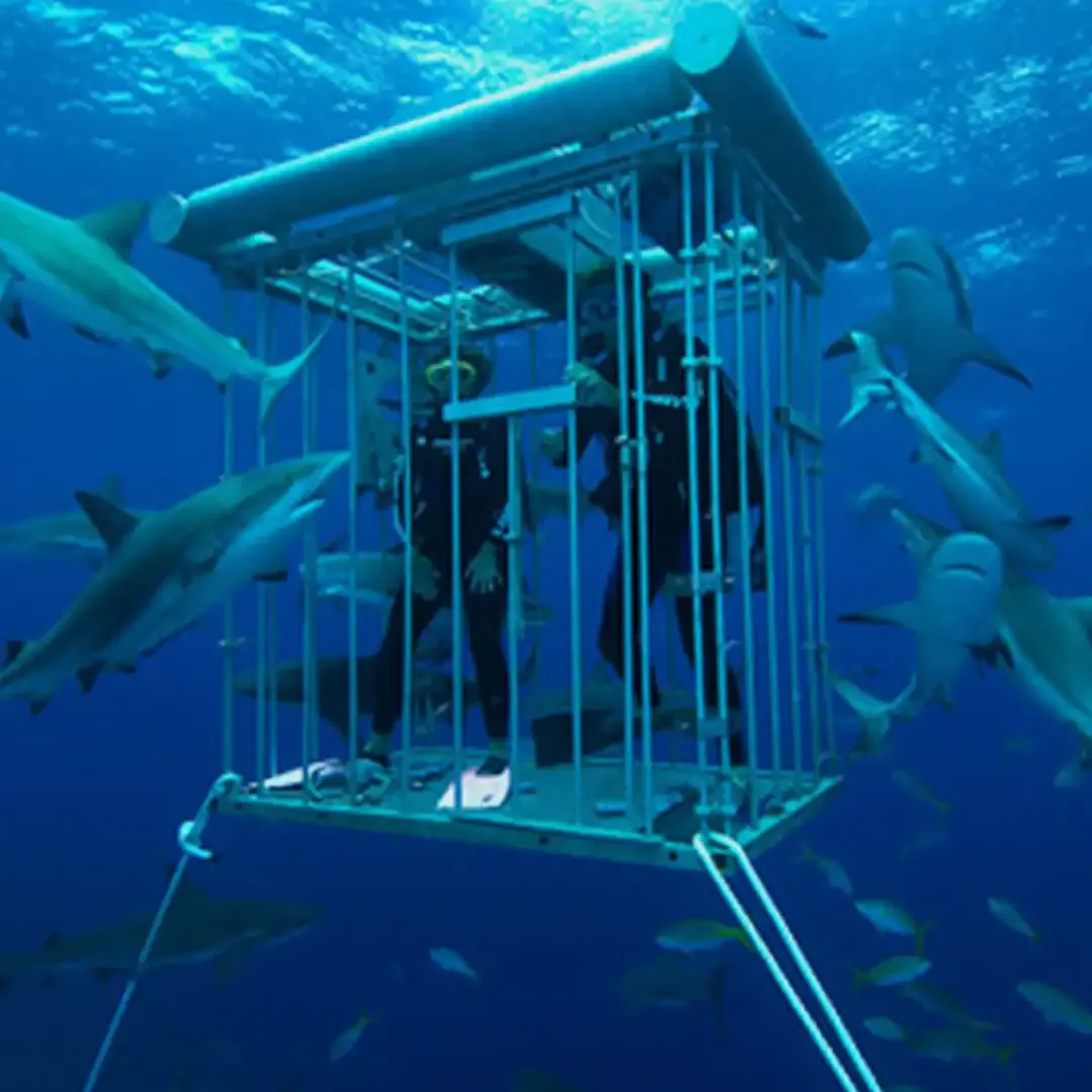 Cage Snorkeling