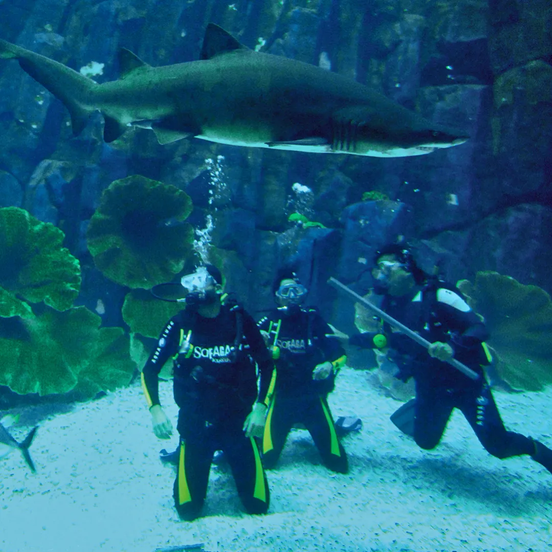 Shark Dive in the Dubai Aquarium (certified)