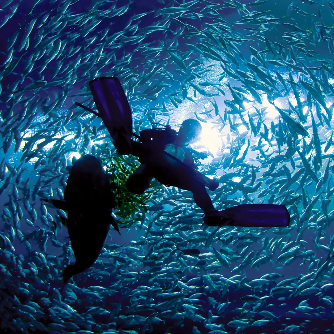 Discover Scuba Diving (non-certified)